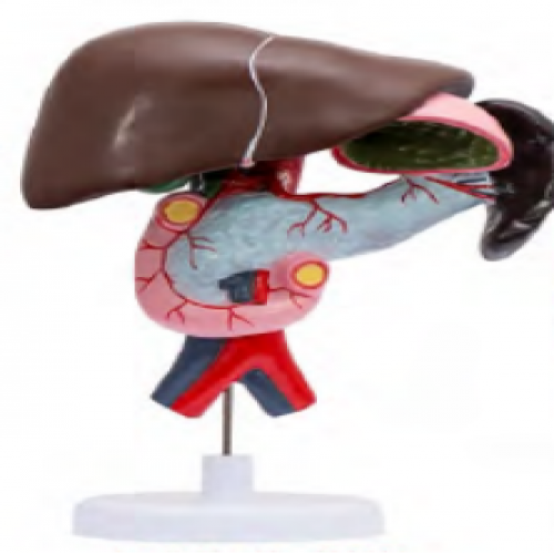 十二指腸、胰、脾、膽解剖模型