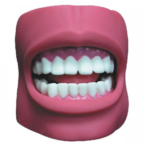 牙護(hù)理保健模型（帶臉頰，自然大）